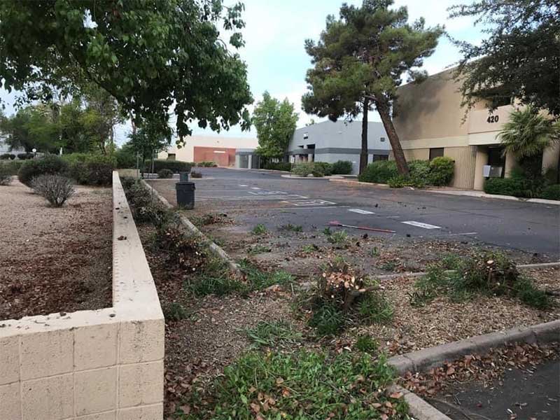 An empty parking lot in a commercial area with overgrown shrubbery and scattered debris, bordered by a low concrete wall.